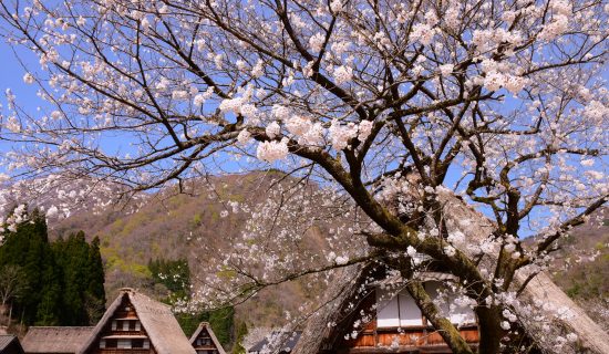 介绍砺波、五个山、庄川的旅游和活动畅销排行榜