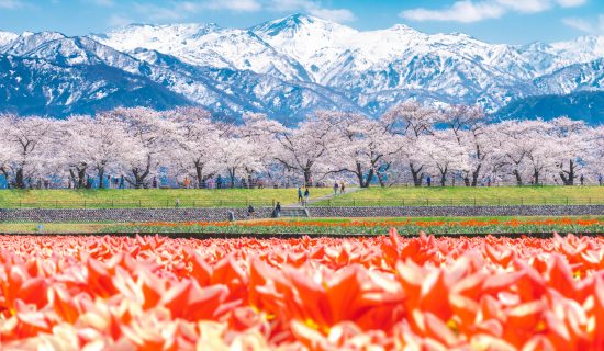 【樱花信息】富山有很多樱花名胜!赏花景点的介绍