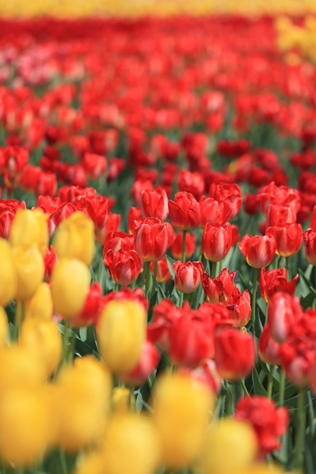 旅游信息和活动首页|富山砺波美居温泉度假酒店