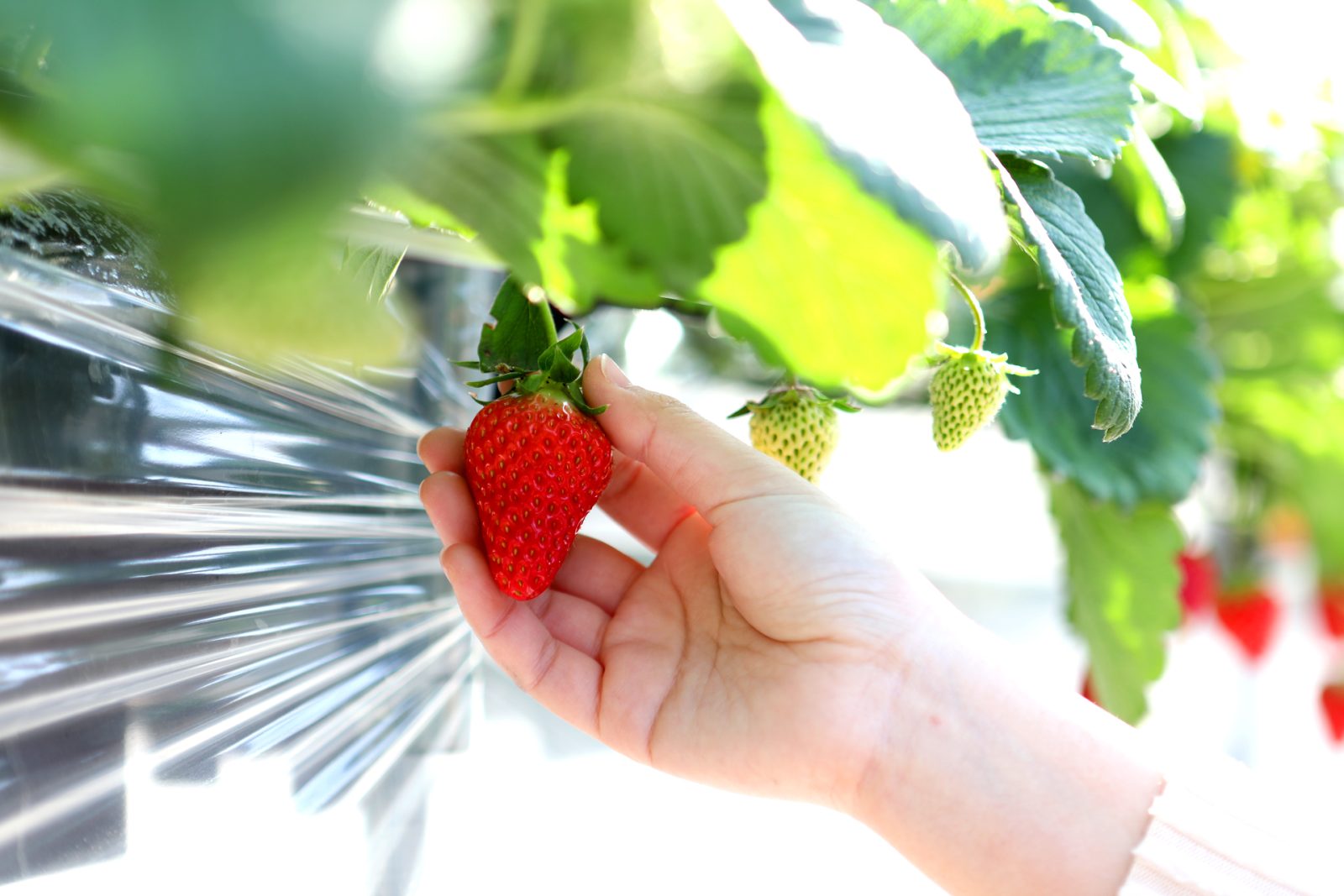 Spring luxury to enjoy strawberry picking and lodging in Toyama