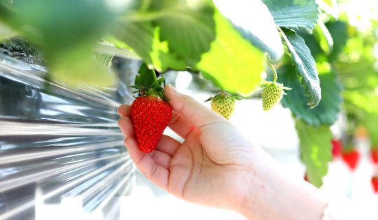 Spring luxury to enjoy strawberry picking and lodging in Toyama