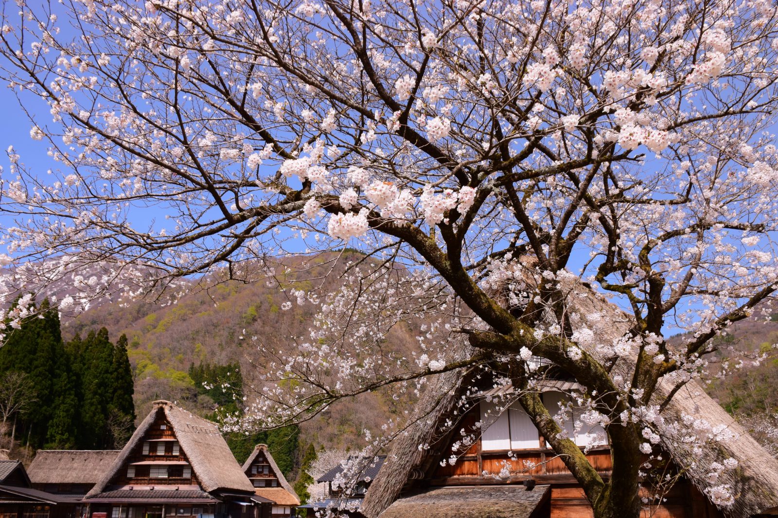 Sightseeing Information & Activities Top| Mercure Toyama Tonami Resort & Spa