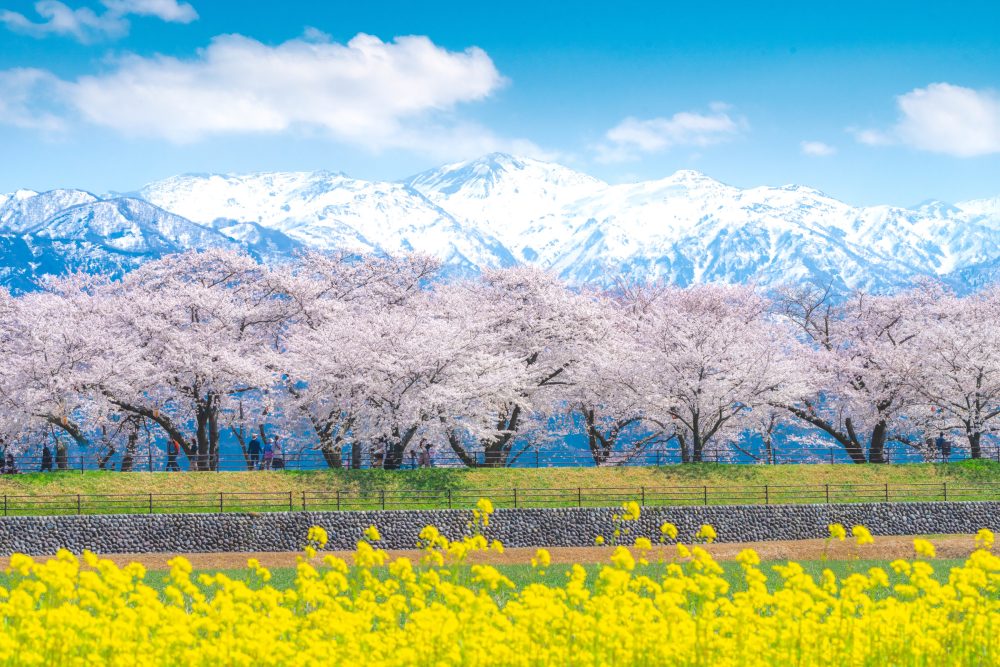 [Asahi-cho] Funakawa-beri cherry blossom trees
