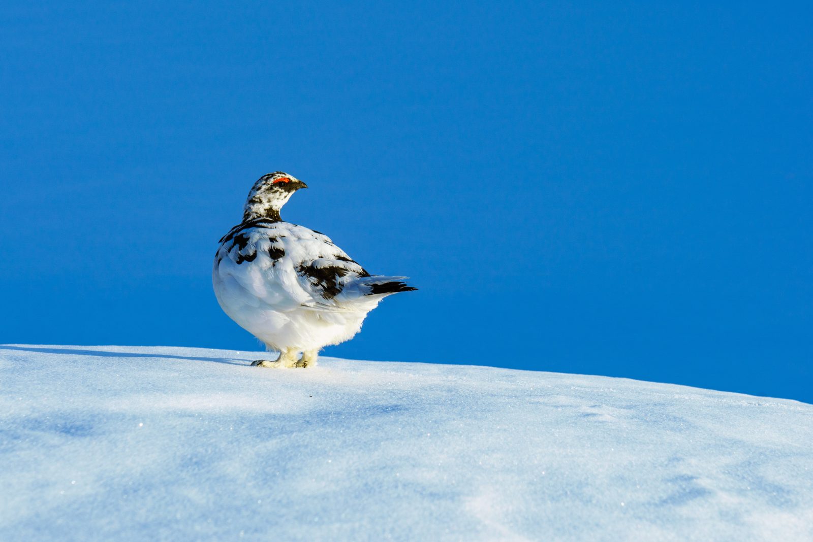 관광 정보 & 액티비티 톱 |머큐어 도야마 토나미 리조트 & 스파