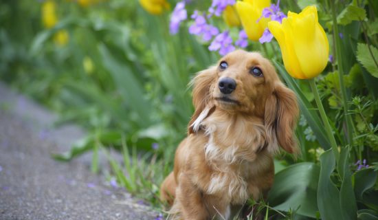 照片畫廊圖像|富山礪波美居溫泉度假酒店 