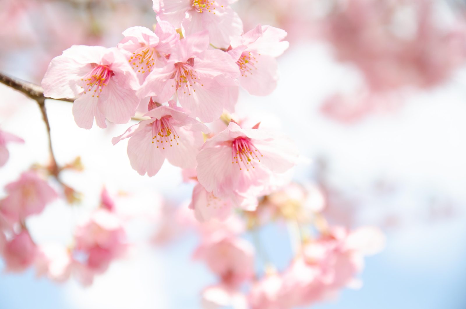 【お花見情報】富山の桜名所