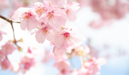 【お花見情報】富山の桜名所